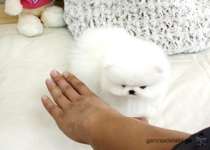 tiny pure white pomeranians