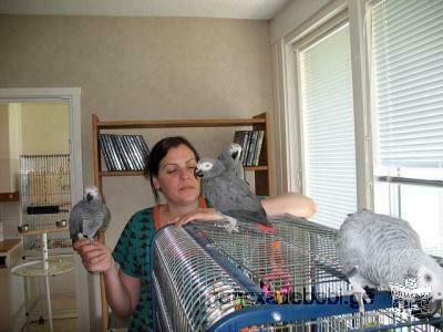 Talking African Grey Parrots