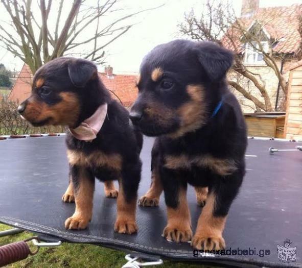 Rottweiler puppies უფასო მიღება