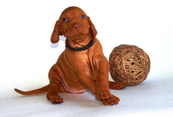 vizslas puppyes