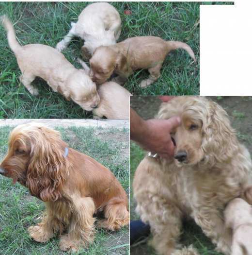 4 beautifull kokerspaniels for sale