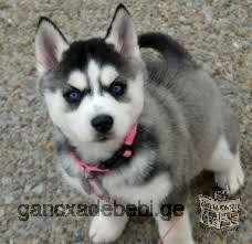 Siberian husky puppy for sale