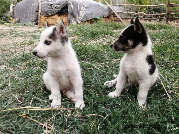 Laika, Husky