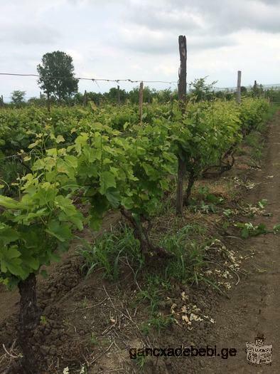 Vineyard for sale