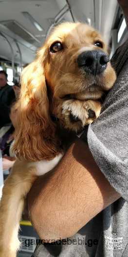 4 month old english cocker spaniel