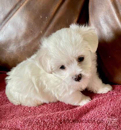 Super adorable Maltese Puppies.