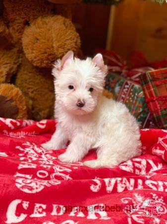 Beautiful Maltese Puppies for you.