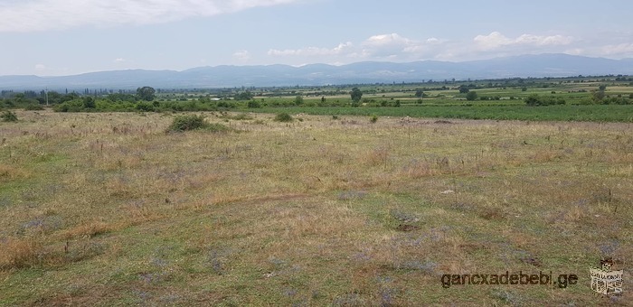 Best land for sale in Kindzmarauli