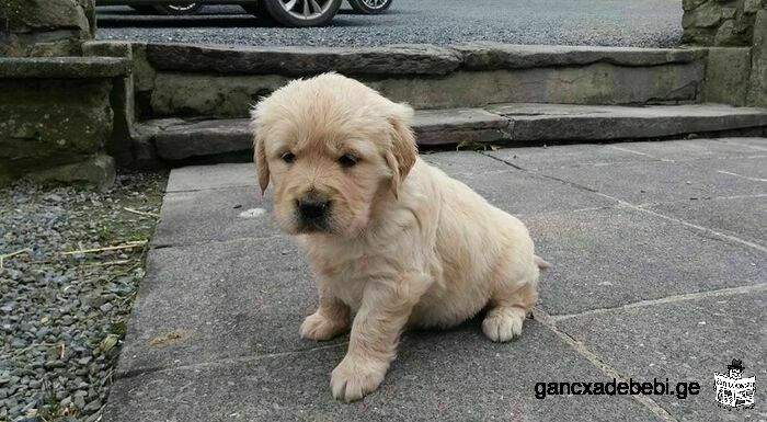 Golden retriever puppies available