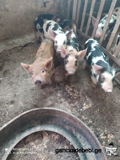 Pigs for sell