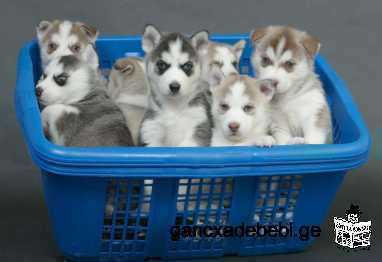 Mes chiots Pomsky sont vaccinés, ébréchés et plusieurs fois