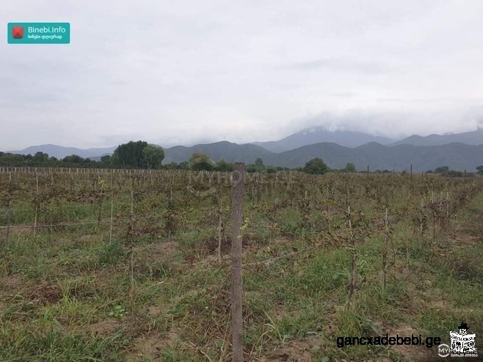 Land for sale in Kvareli