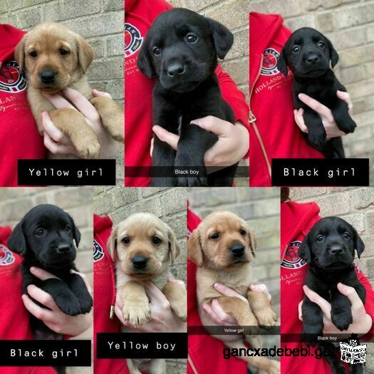 Kc Registered Labrador Puppys From Health Tested Parents