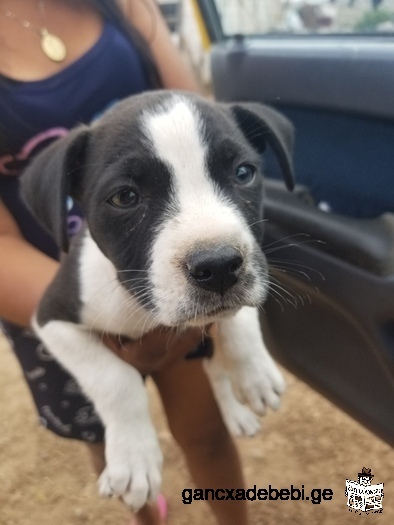 Lovely Pitbull puppies available