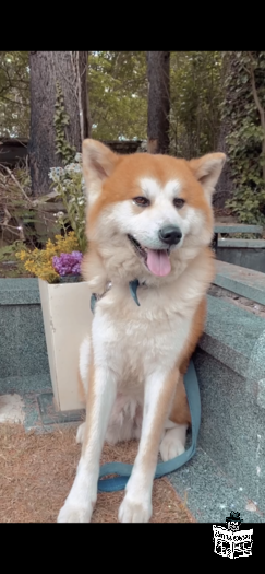 akita inu