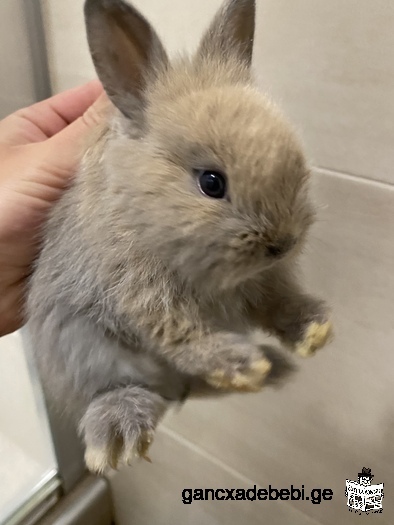 Japanese rabbits