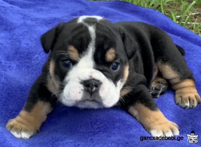 English bulldog for sale