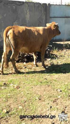 Cow for sale 3850 lari