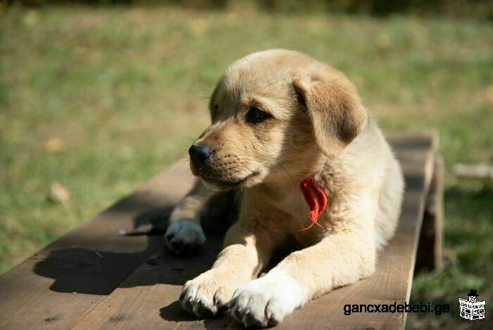 4-month old vaccinated Labrador retriever