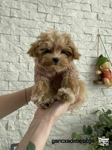 Мальтипу (Maltipoo)