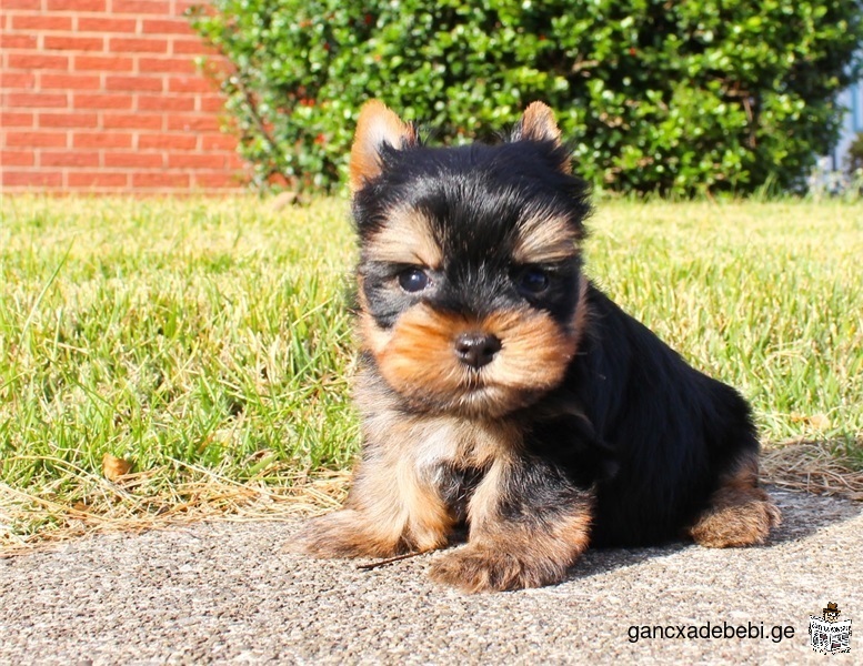 Deux chiots Yorkshire Terrier ont besoin d'une nouvelle famille