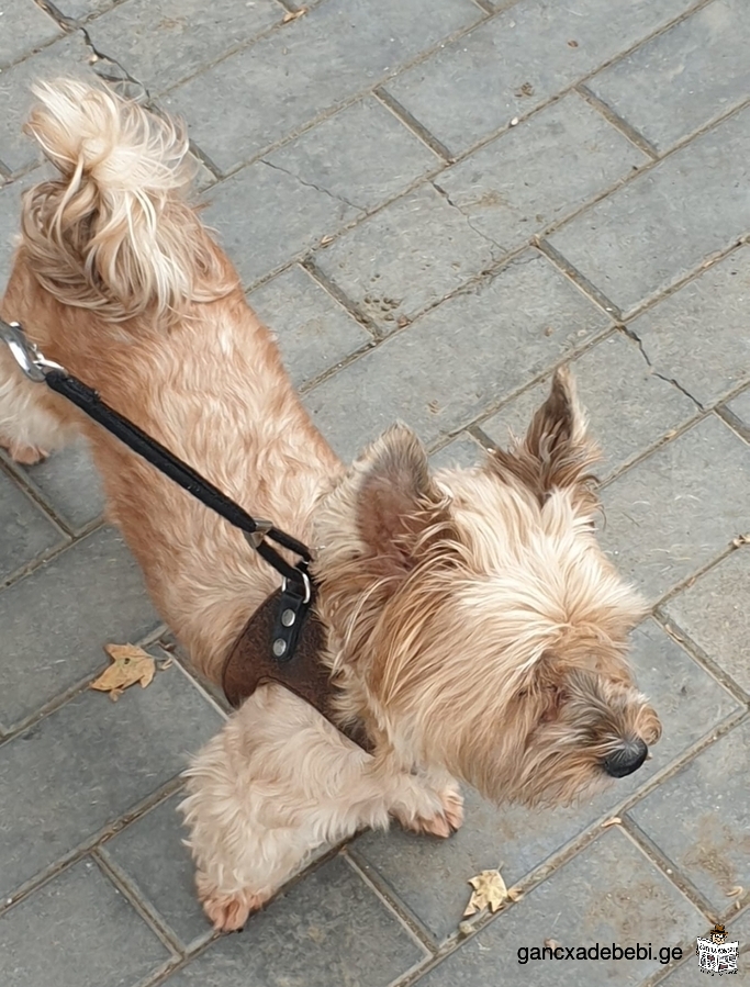 LOST DOG IN TBILISI