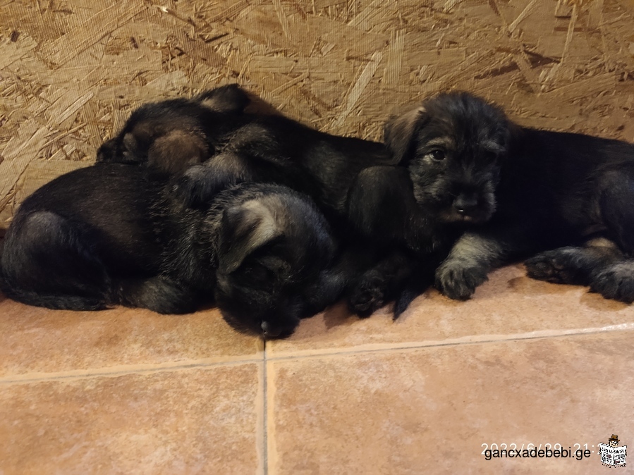 Mittelschnauzer puppies