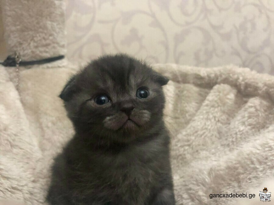 scottish fold for sale