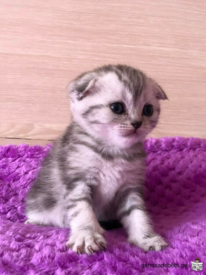 scottish fold for sale