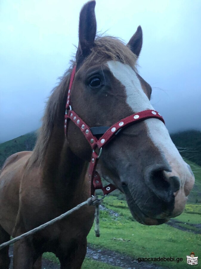 We offer a horse riding tour in Kazbegi