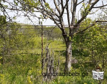 Terrain agricole à vendre dans la municipalité de Gardabani