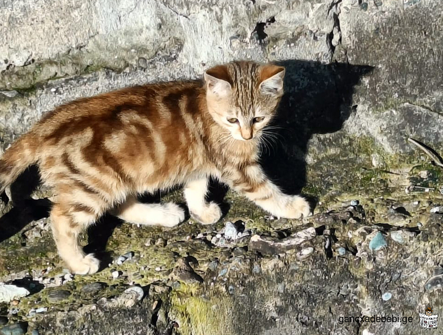 Редкой красивой окраски котенок, ищет свою семью!