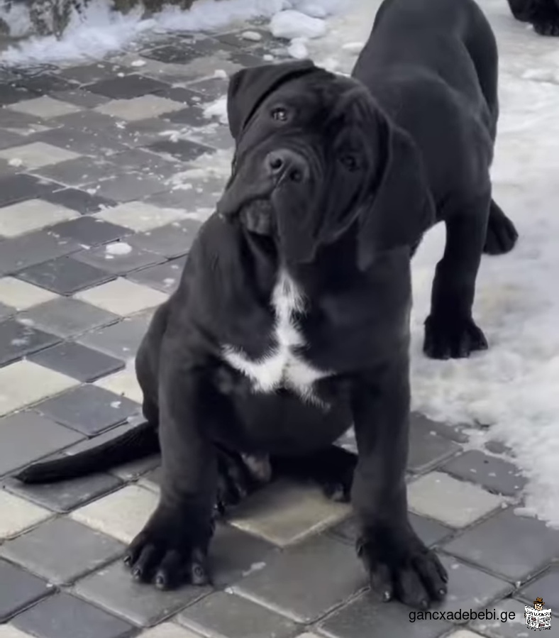 Cane corso puppies males and female