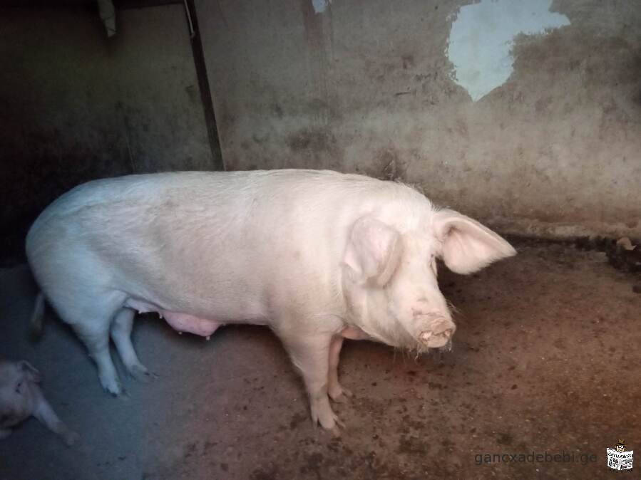 iyideba,kilo 7 lari cocxali wona 🐷🐽