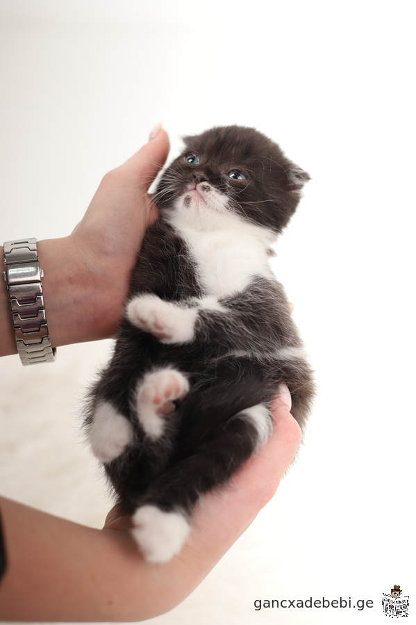 Scottish folds and straight boy