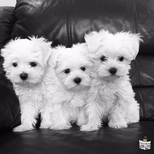 Adorable outstanding Maltese puppies