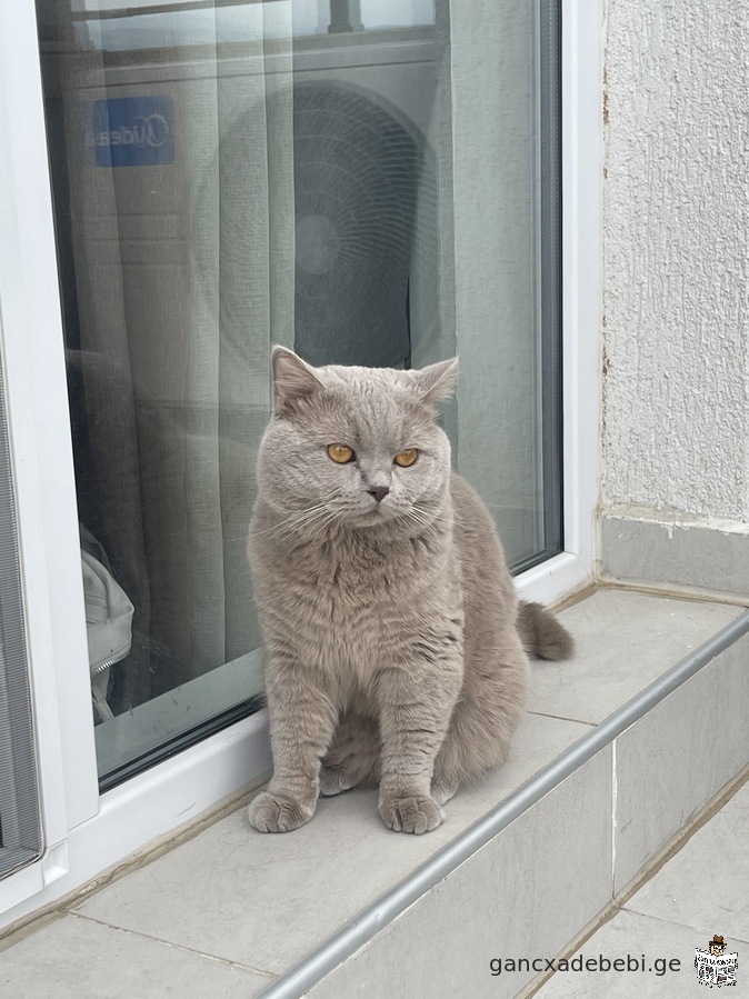 British cat