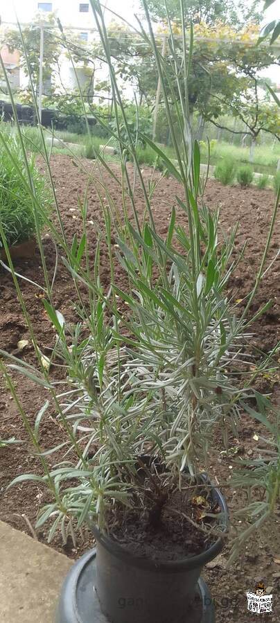 iyideba lavanda da rozmarini