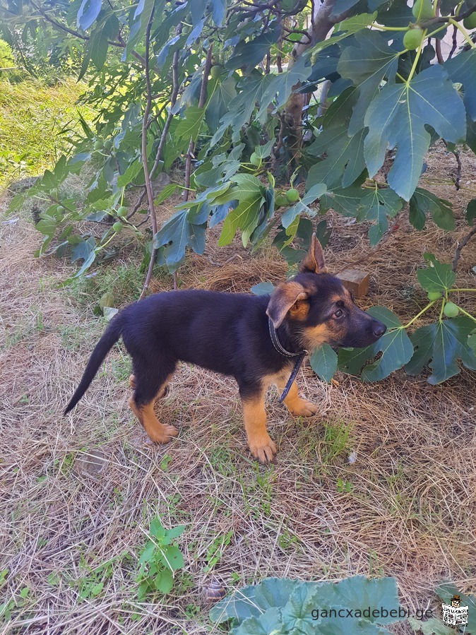 German shepard male puppy for sale!