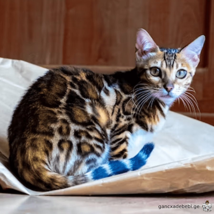 Bengal Kittens