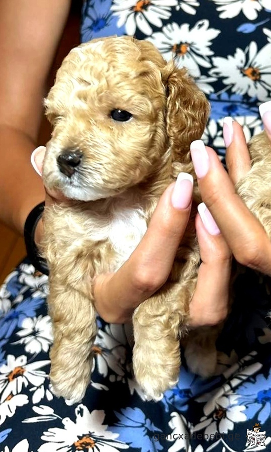 Toy and miniature poodle puppy red blond and peach color