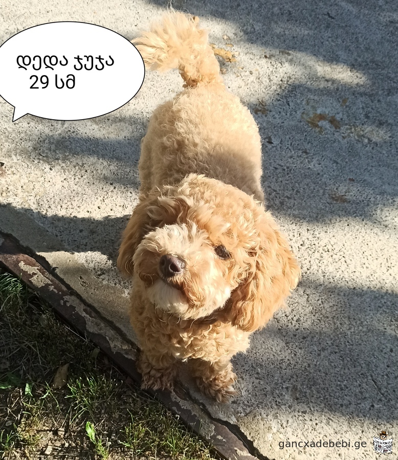 Toy and miniature poodle puppy red blond and peach color