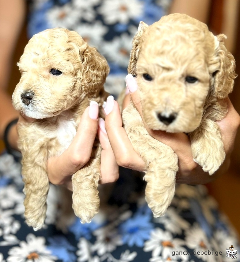 Toy and miniature poodle puppy red blond and peach color