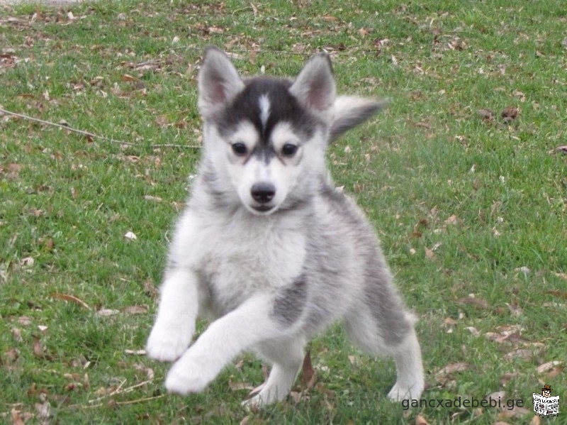 Pomsky Puppies Email:tony79742@gmail.com