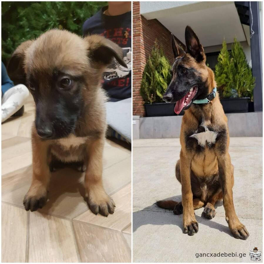 Malinois puppies for sale