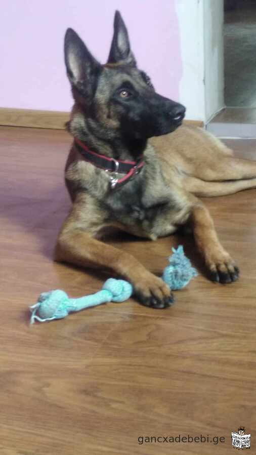 Malinois puppies for sale