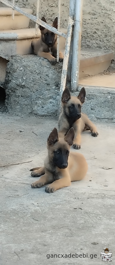 Malinois puppies for sale