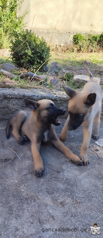 Malinois puppies for sale