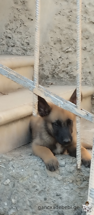 Malinois puppies for sale