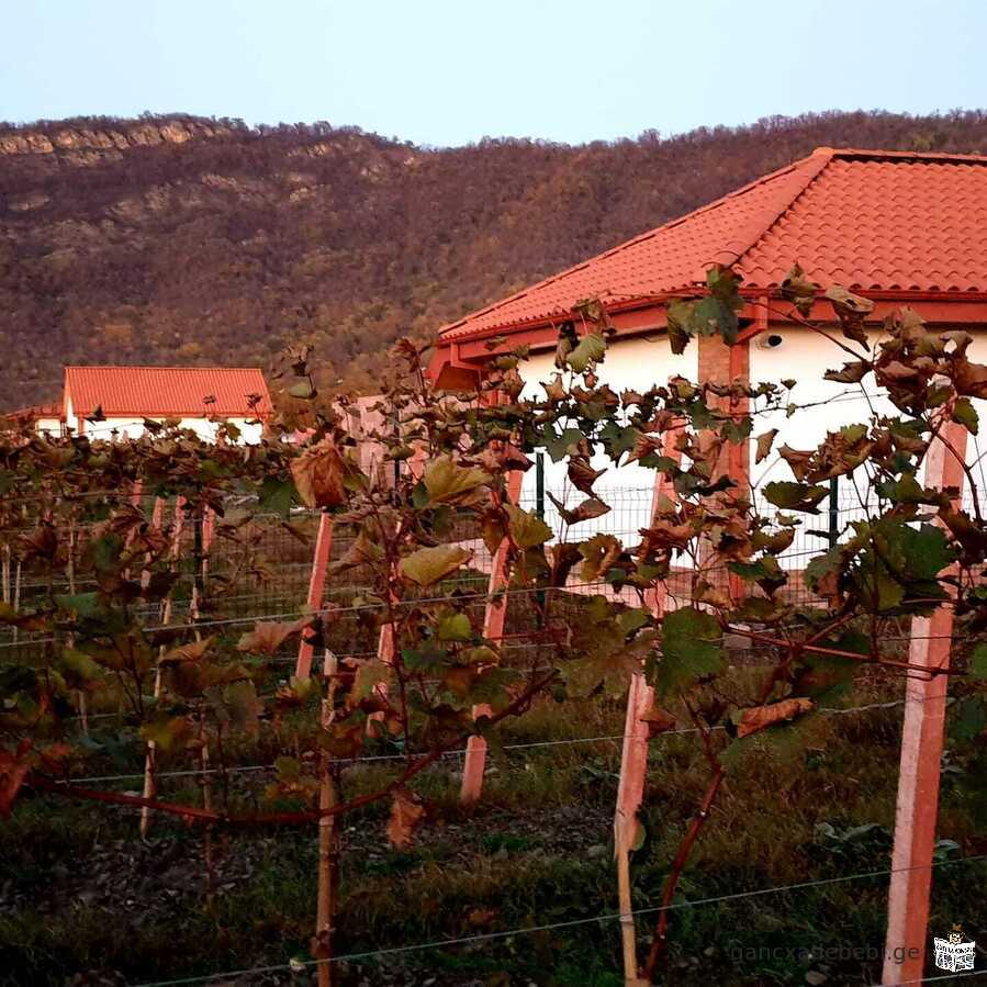 A land for sale in Kvareli, Kakheti